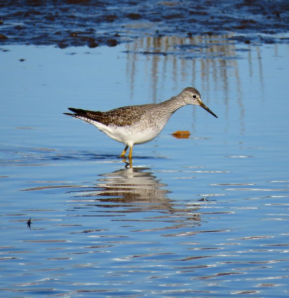 yellowlegs 2.JPG