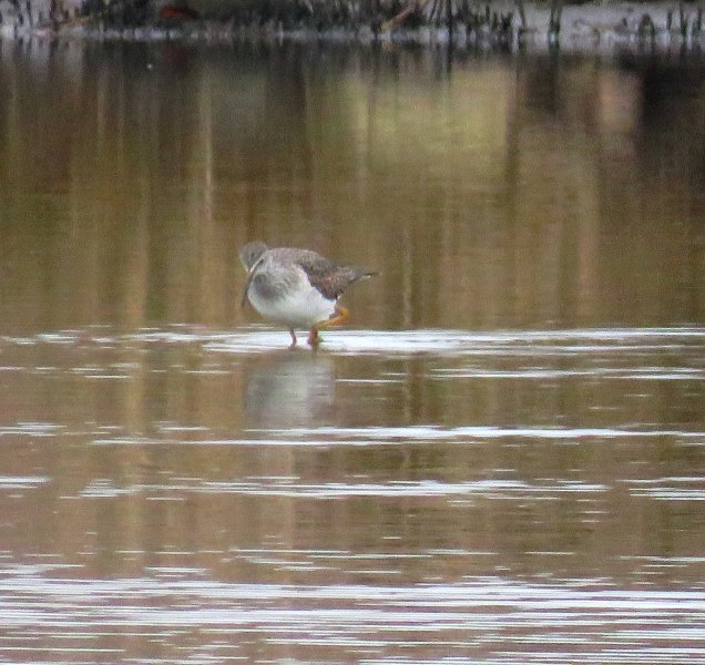 Yellowlegs.JPG
