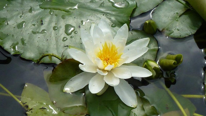 York and Windermere 055 (Large).JPG