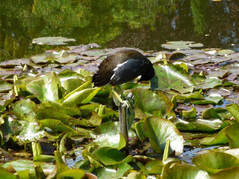 York and Windermere 066 (Large).JPG