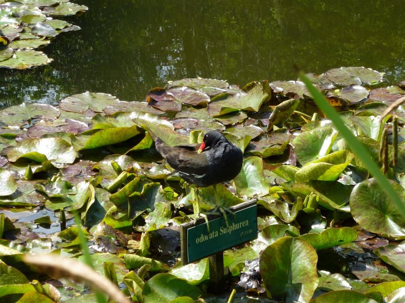 York and Windermere 069 (Large).JPG