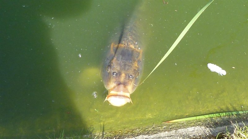 York and Windermere 079 (Large).JPG