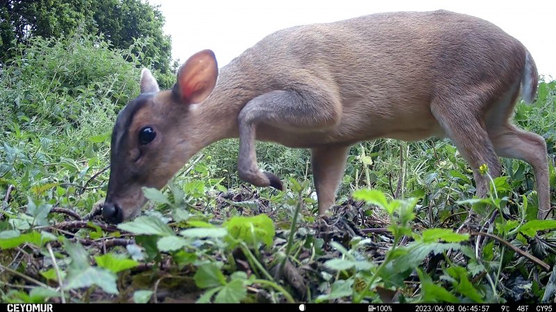 Young female muntjac.jpg
