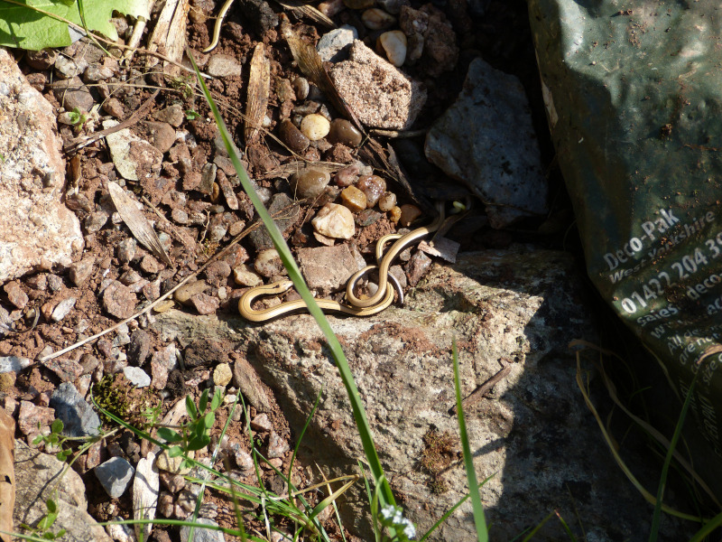 Young slowworms.JPG