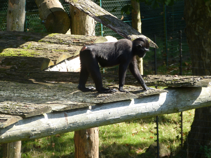 Young Sulawesi Macaque.JPG