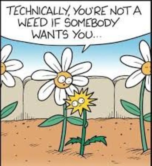 You're not a weed.jpg