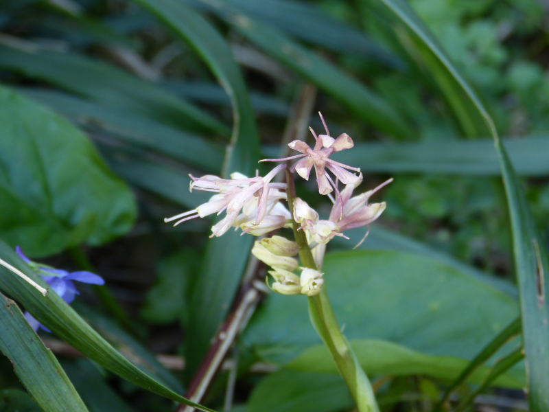 Ypsilandra thibetica.JPG