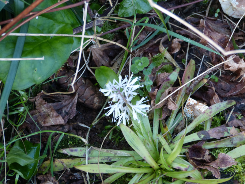 Ypsilandra thibetica.JPG