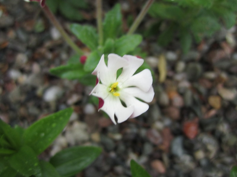 ZALUZIANSKYA  OVATA 31-05-2013 17-37-39.JPG