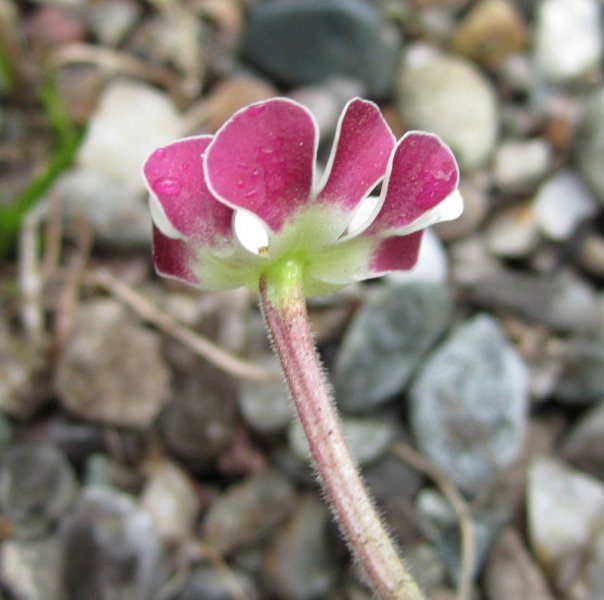 ZALUZIANSKYA  OVATA 31-05-2013 17-37-52.JPG