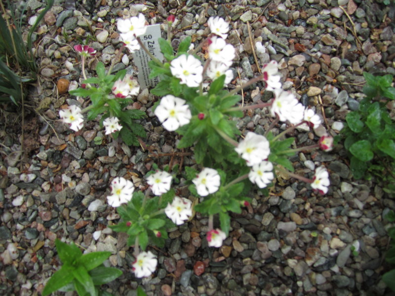 ZALUZIANSKYA  OVATA 31-05-2013 17-38-27.JPG