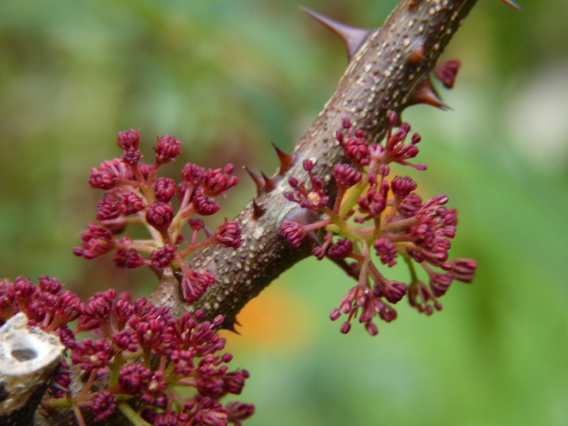 Zanthoxylum laetum 2.JPG