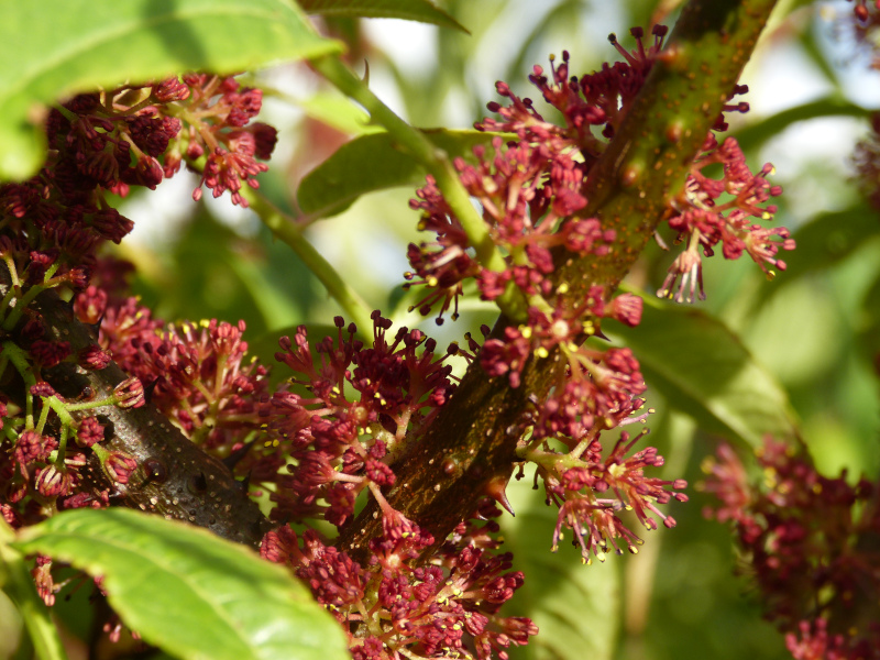 Zanthoxylum laetum 3.JPG