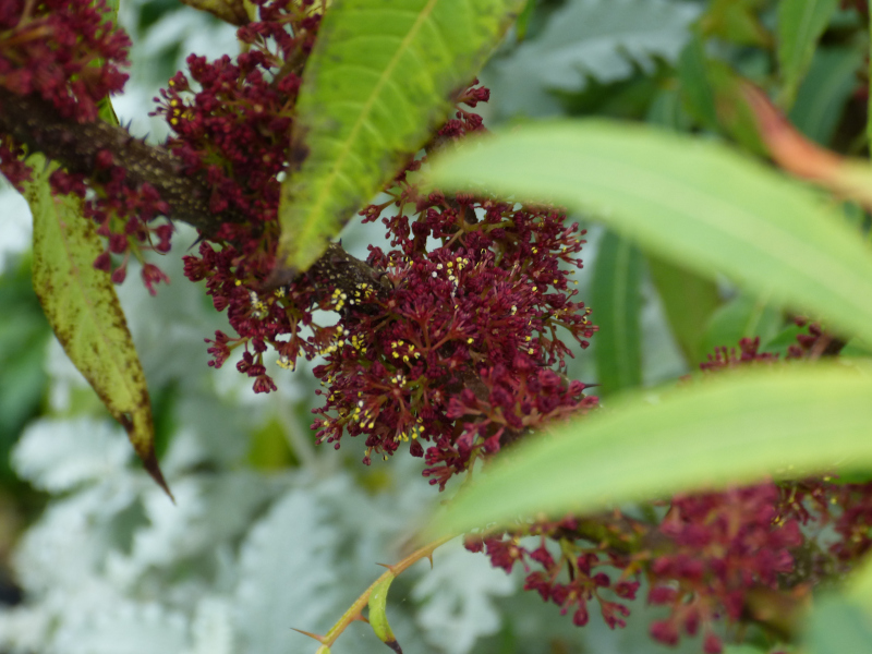 Zanthoxylum laetum 3.JPG