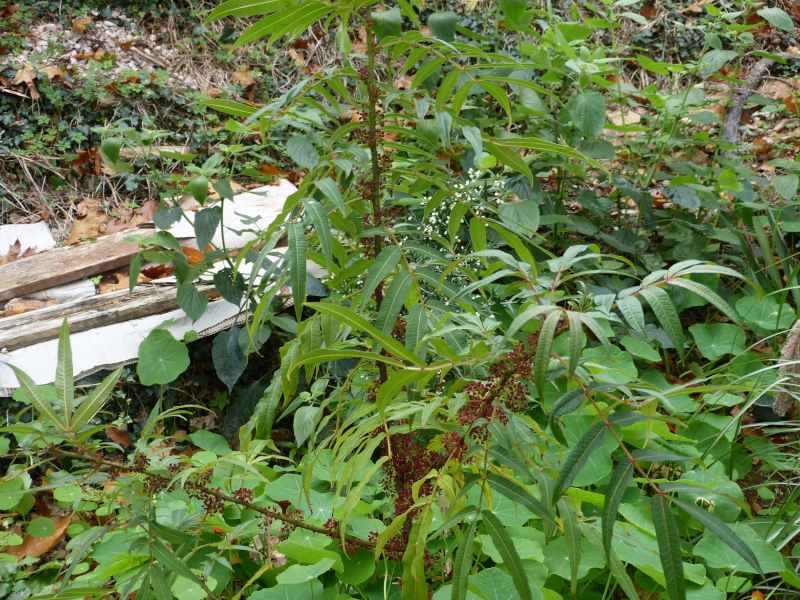 Zanthoxylum laetum 4.JPG