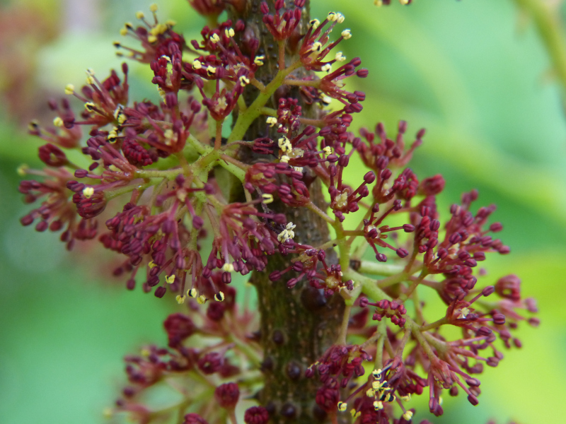 Zanthoxylum laetum flowers1.JPG