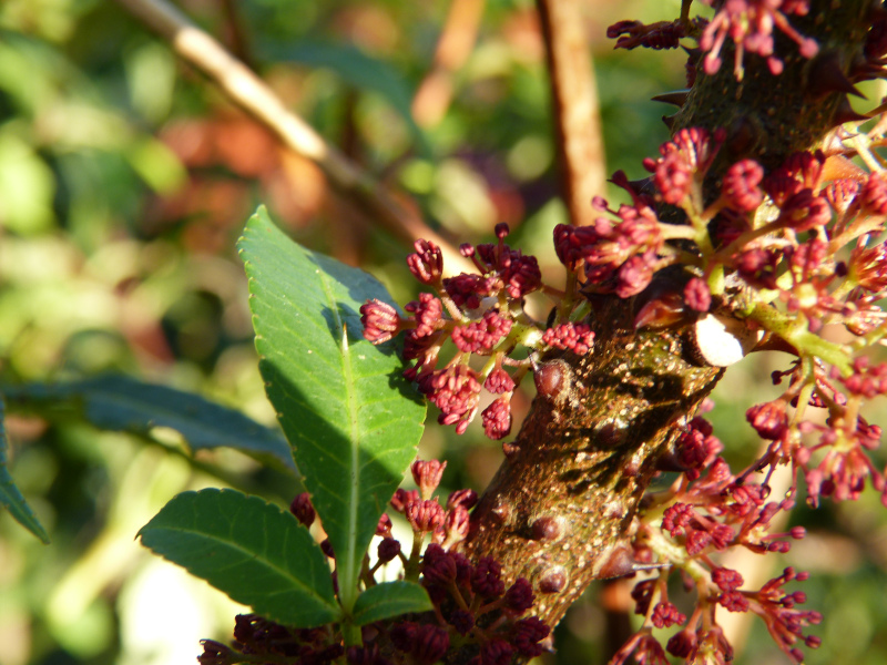 Zanthoxylum laetum.JPG