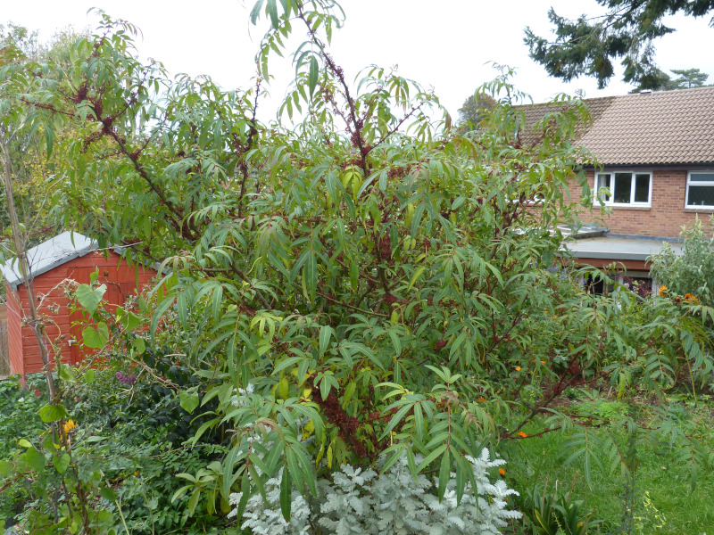 Zanthoxylum laetum.JPG