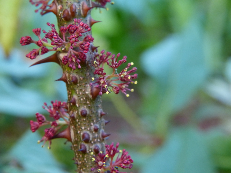Zanthoxylum laetum.JPG