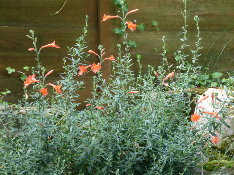 Zauscheneria californica.JPG