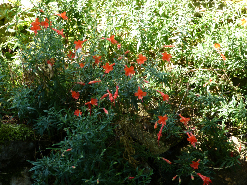 Zauschneria californica Glasnevin.JPG