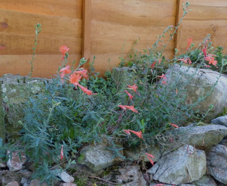 Zauschneria californica .JPG