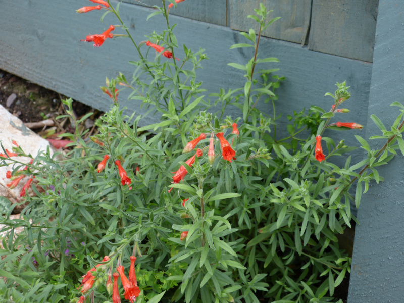Zauschneria californica Western Hill.JPG