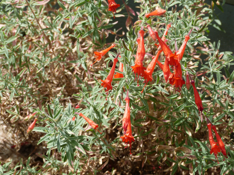 Zauschneria californica Western Hills 2.JPG