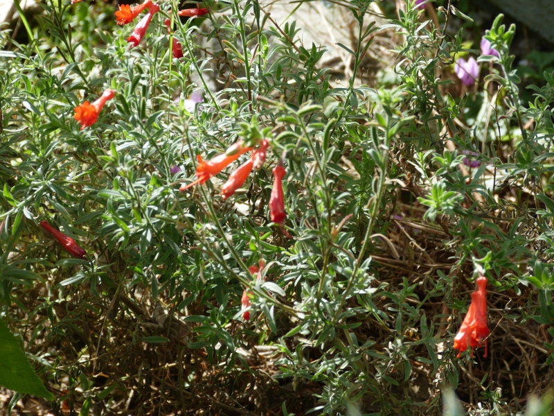 Zauschneria californica Western Hills.JPG