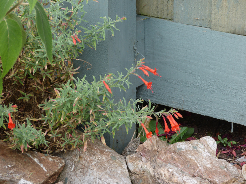 Zauschneria californicaWestern Hills.JPG