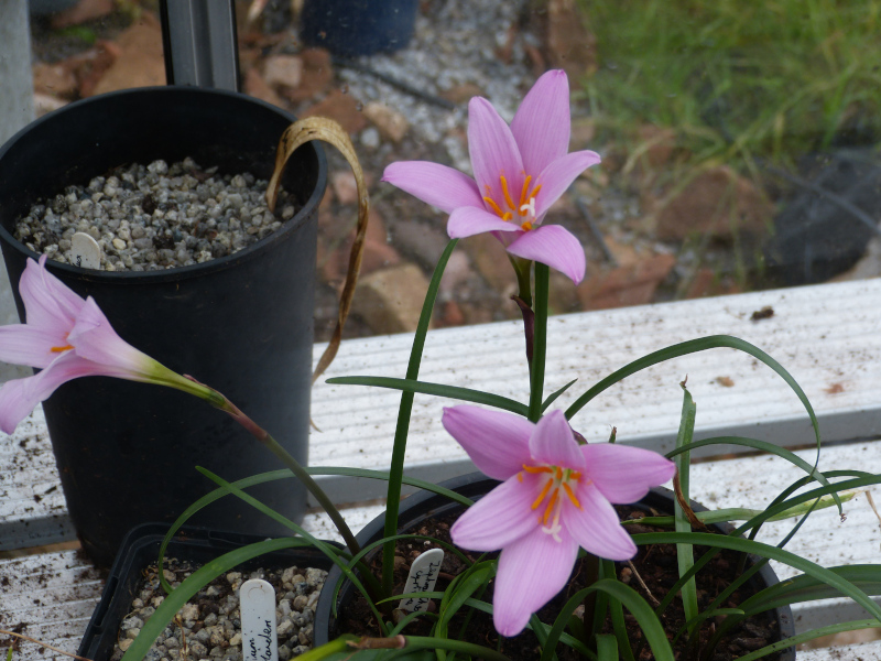 zephyranthes carinata.JPG