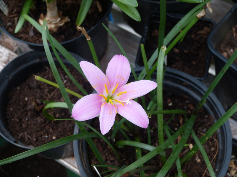 Zephyranthes carinata.JPG