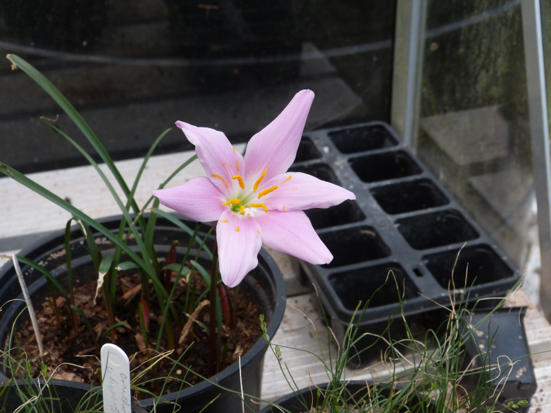 Zephyranthes carinata.JPG