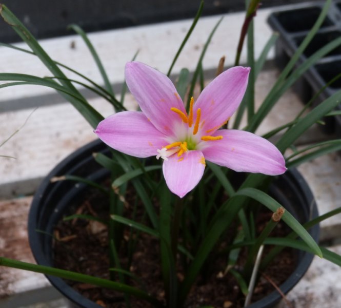 Zephyranthes robusta.JPG