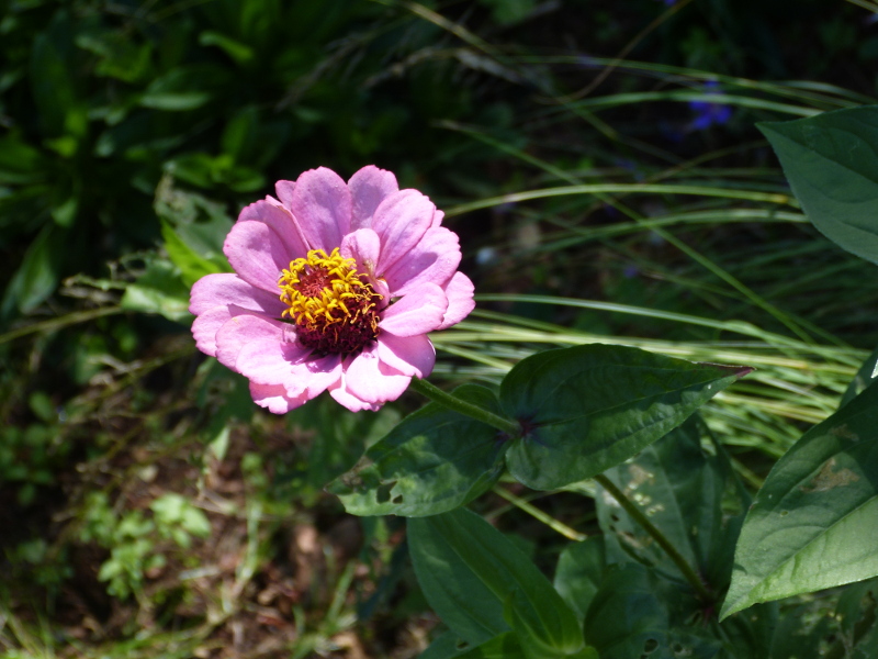 Zinnia 1 2017.JPG