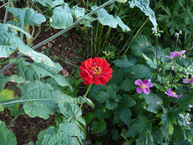 Zinnia 2 2017.JPG