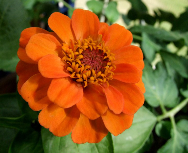 zinnia.jpg