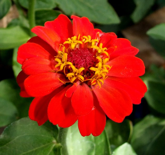 zinnia pulcino.jpg