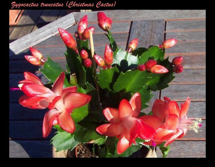 Zygocactus truncatus 14 Nov 08.JPG