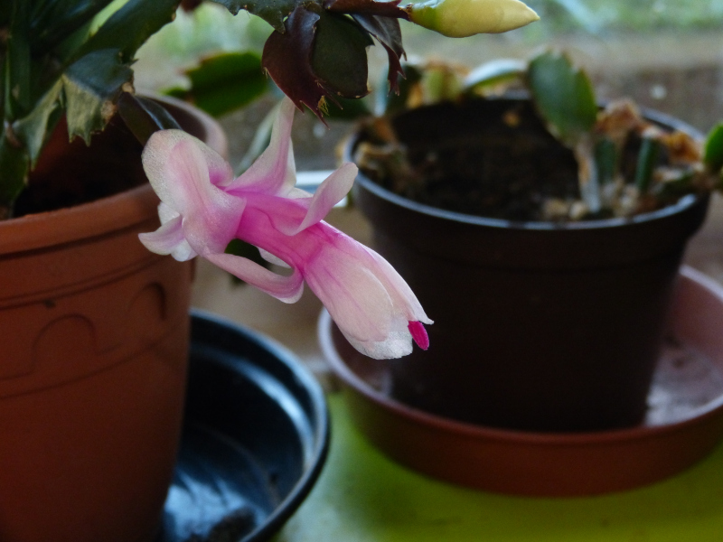 Zygocactus truncatus.JPG