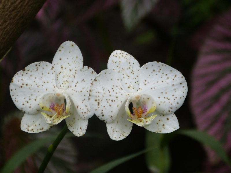 Zygopetalatum hybrid.JPG