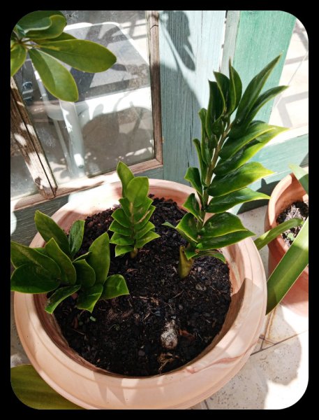 ZZ Plant 23 Jul 22.jpg