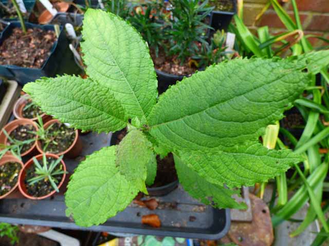 zzz 27-09-2025 14-10-52.JPG