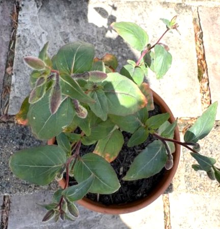 zzz 29-06-2025 17-20-59.jpeg