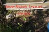 RHUBARB-9387-2-web.jpg