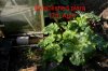 RHUBARB-9388web.jpg