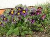 Pulsatilla vulgaris sm.jpg