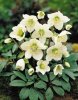 HELLEBORE NIGER.jpg