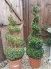 my box topiary 1.jpg