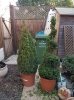 my box topiary before.jpg